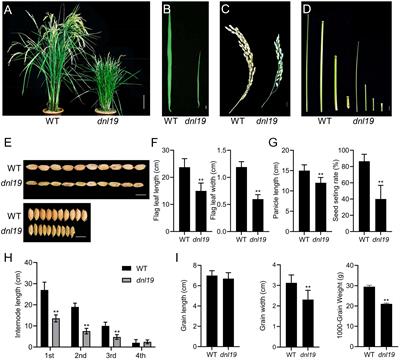 Rice cellulose synthase-like protein OsCSLD4 coordinates the trade-off between plant growth and defense